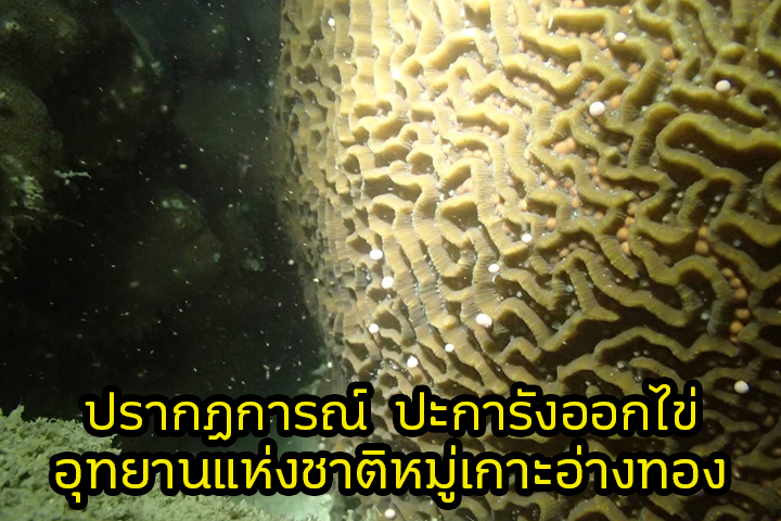 ปะการังออกไข่ หมู่เกาะอ่างทอง