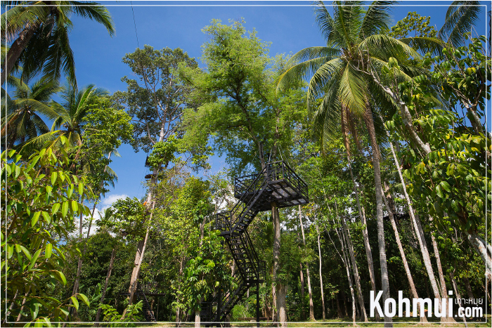 samui zipline